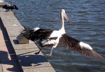 Pelican